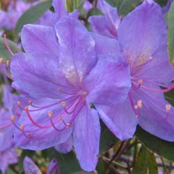 Rododendro morado 'Augustinii'